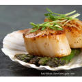 Hot Seliing Quality Dried Scallop Meat Scallops Column